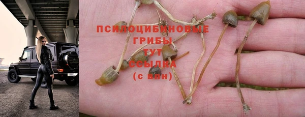 сатива Горно-Алтайск
